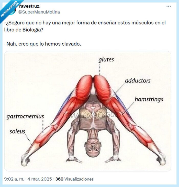 biología,culo,glúteos,libro,músculos