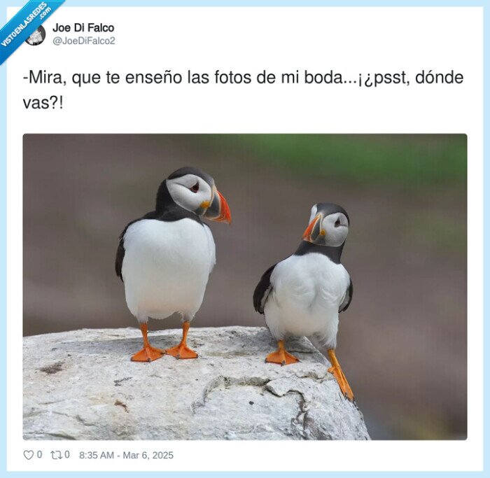 boda,enseñar,pajaros,mira,fotos