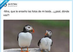 Enlace a NO POR FAVOR, por @JoeDiFalco2