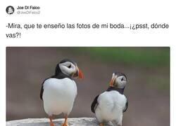 Enlace a NO POR FAVOR, por @JoeDiFalco2