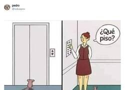 Enlace a Pobre ratoncete, por @xokaspov