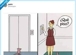Enlace a Pobre ratoncete, por @xokaspov