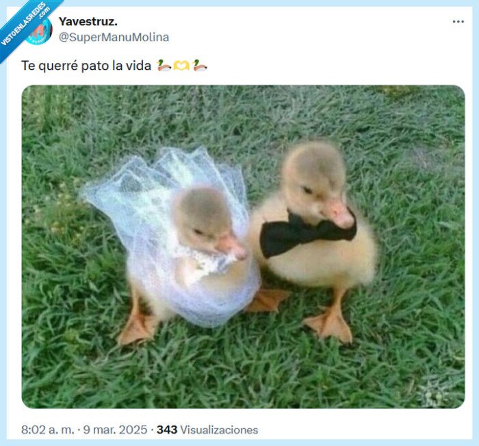 pato,matrimonio,querer