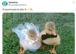 Enlace a Hasta que se hicieron paté por @supermanumolina