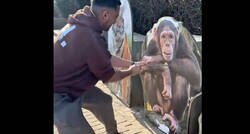 Enlace a Me parece una pasada:  zoológico te permite probar tu fuerza contra diferentes animales