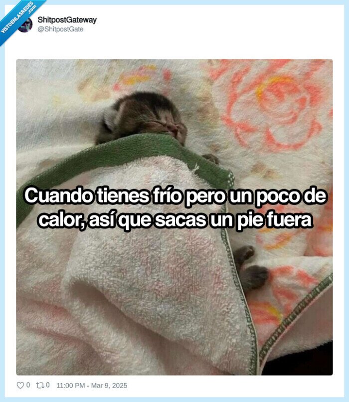 manta,pie,dormir,gato