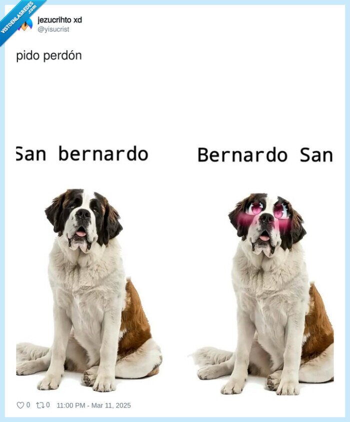 san bernardo,perro,san