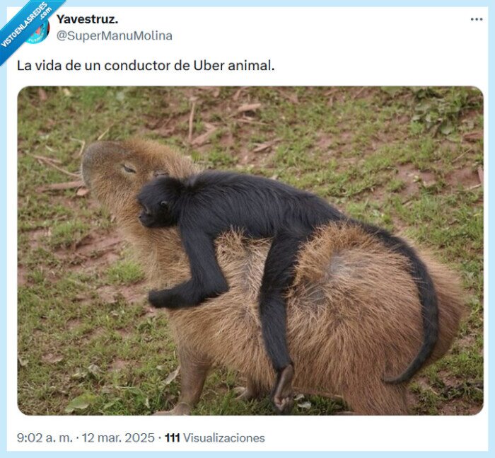 uber,conductor,animal