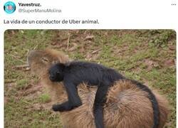 Enlace a ¿A dónde, amigo? por @supermanumolina