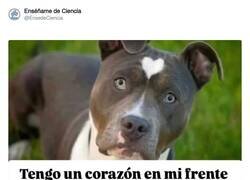 Enlace a JAJAJAJA, por @EnsedeCiencia