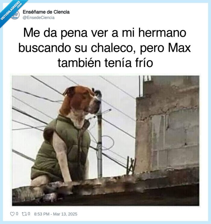 chaleco,perro,frío