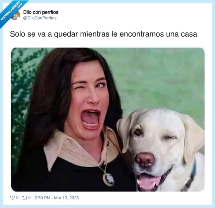 casa,perro,quedarse