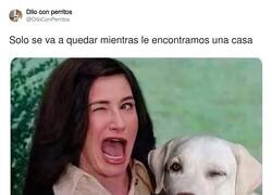 Enlace a Ya te sabes el final, por @DiloConPerritos