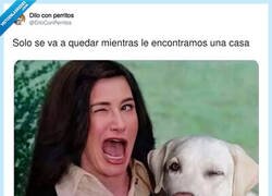 Enlace a Ya te sabes el final, por @DiloConPerritos