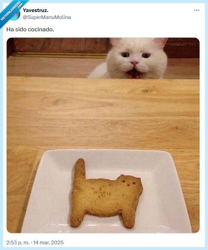 cocinado,gato