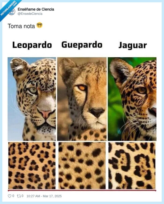 diferencias,pelaje,leopardo,guepardo,jaguar