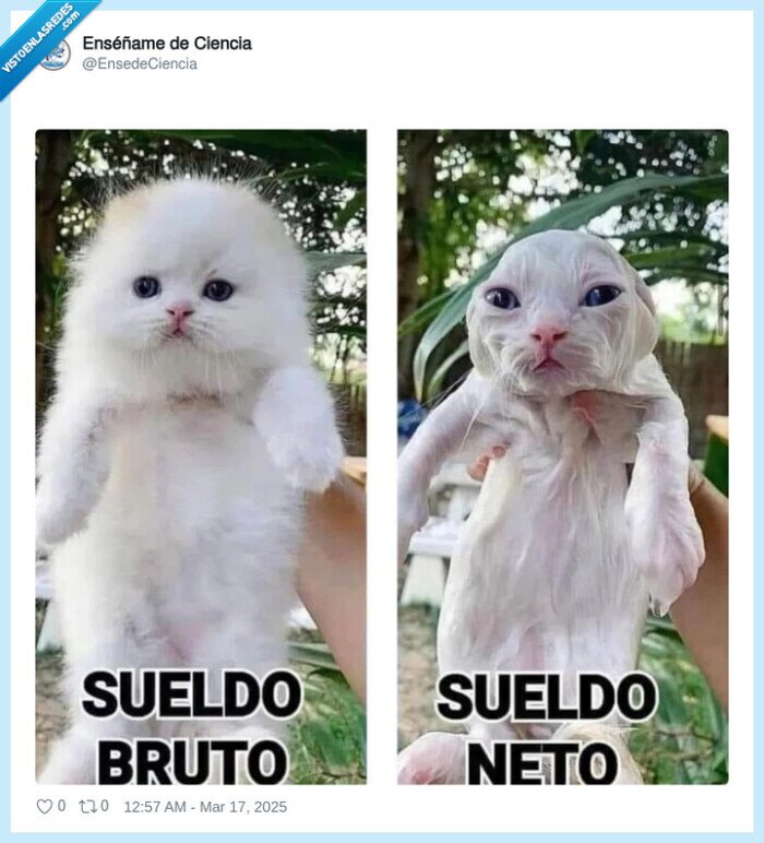gato,mojado,sueldo