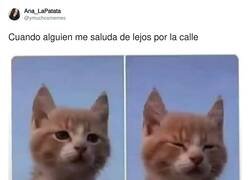 Enlace a Problemas de estar cegato perdido, por @ymuchosmemes