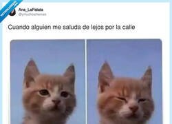 Enlace a Problemas de estar cegato perdido, por @ymuchosmemes