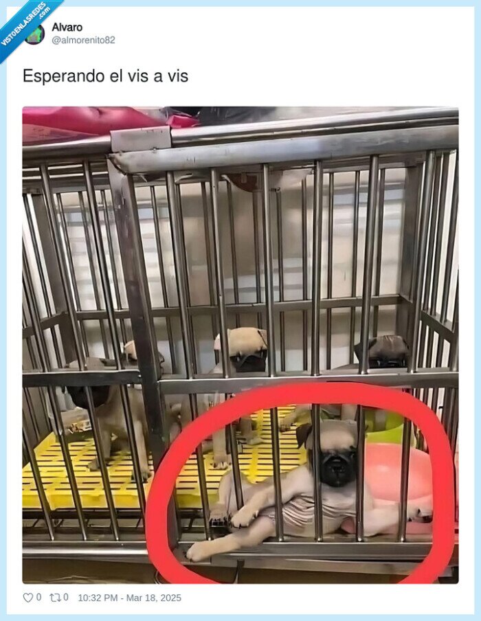 perro,esperar,vis a vis,pug,carlino