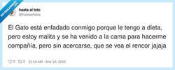 Enlace a Rencor es lo que mejor describe a un gato, por @hastaeltotos