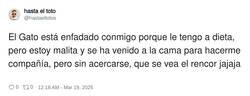 Enlace a Rencor es lo que mejor describe a un gato, por @hastaeltotos