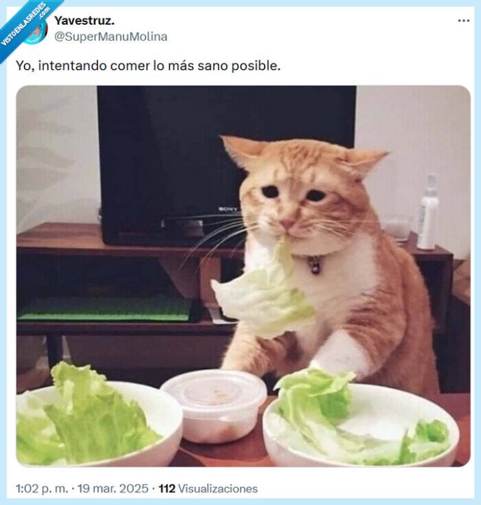 sano,comer,gato