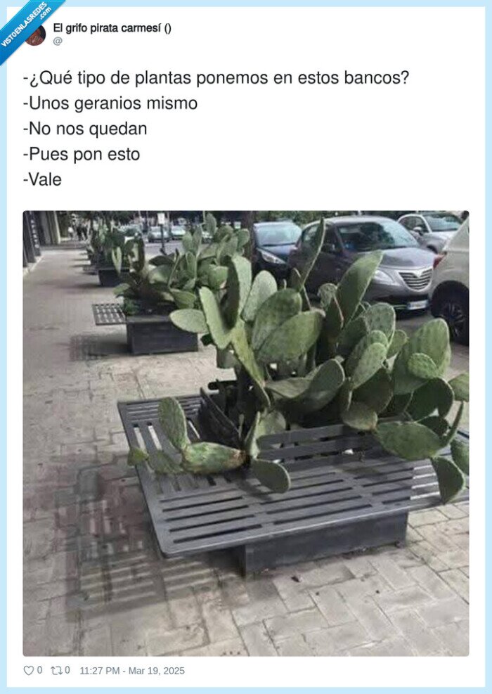 geranios,plantas,bancos,cactus