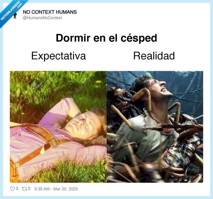 césped,dormir,bichos,hormigas