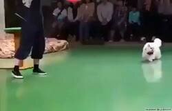 Enlace a Impresionante cómo el gato calcula la física antes de saltar