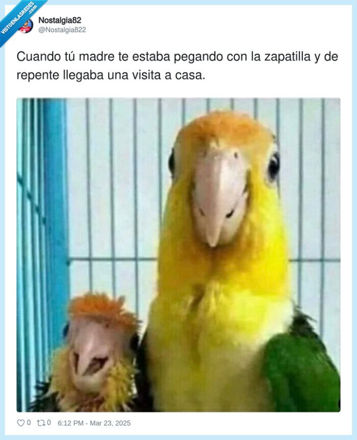 zapatilla,pegar,madre,casa,loros