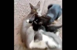 Enlace a Una gata estaba amamantando a las crias y a un espontáneo