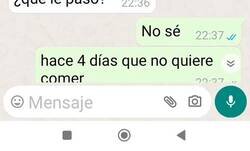 Enlace a Pobre gato, me ha dado inmensa pena leer la conversación