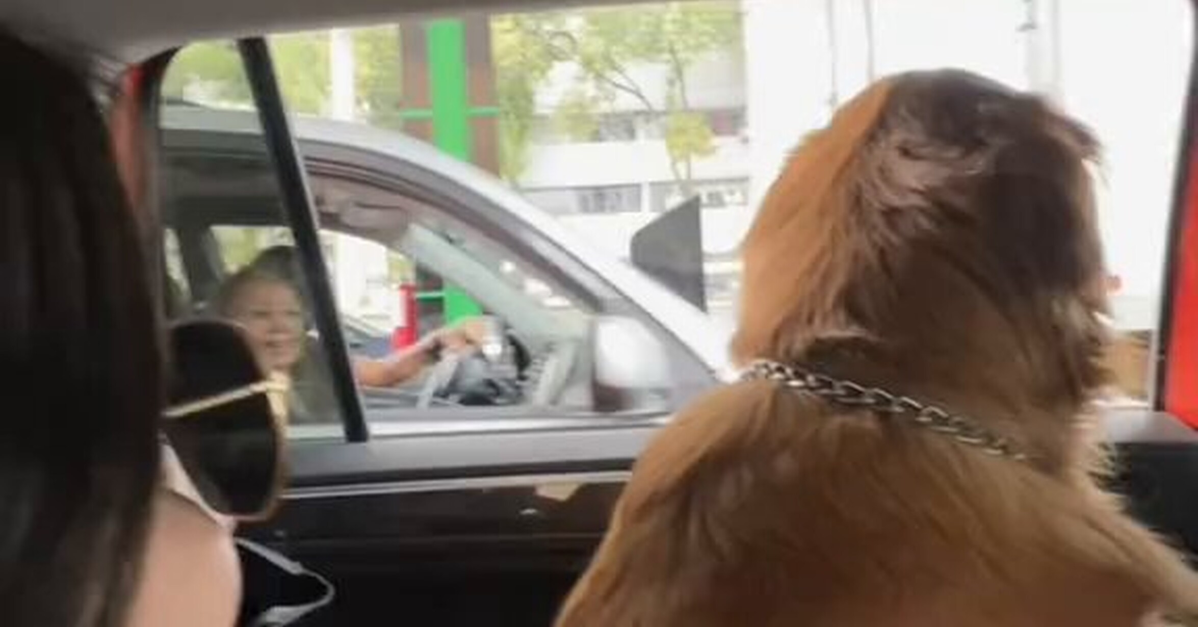 A esto se le llama amor perruno a primera vista