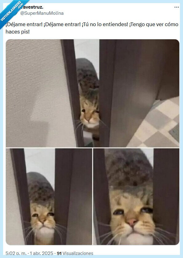 baño,gato,entrar