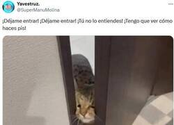 Enlace a Es importante en su cultura por @supermanumolina