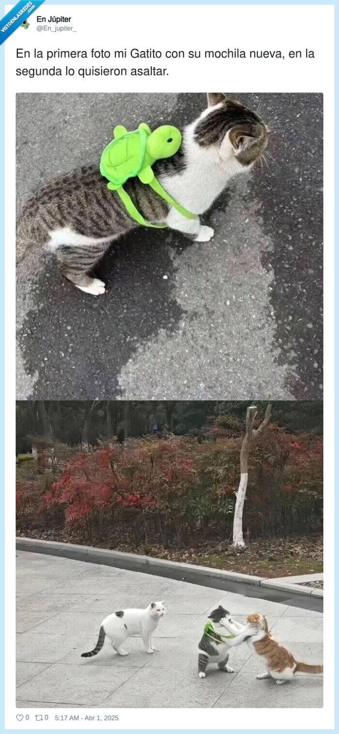 gato,mochila,asaltar,gatito