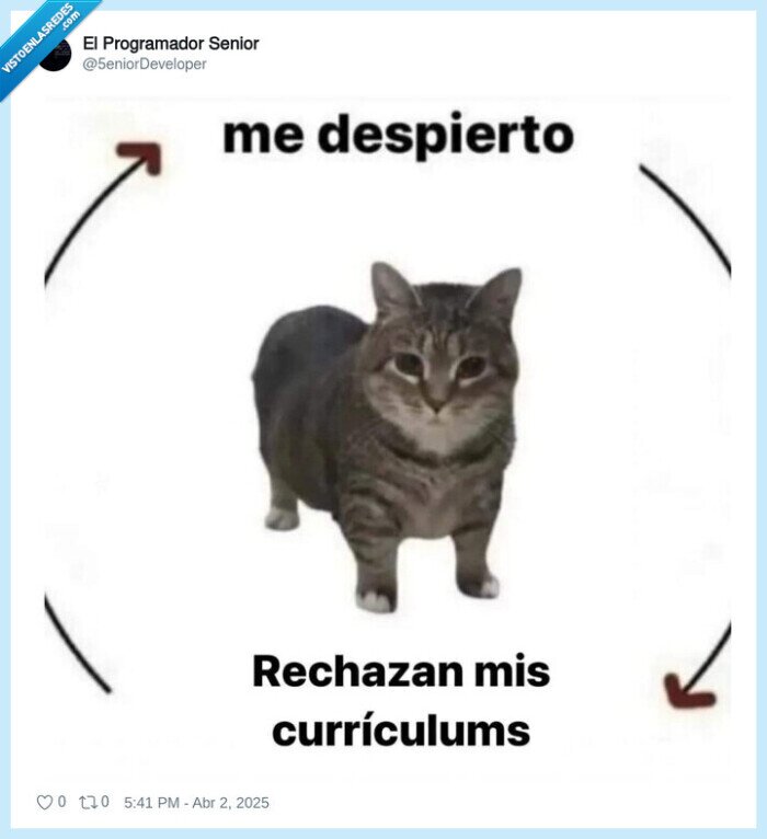despertar,gato,curriculum,rechazar