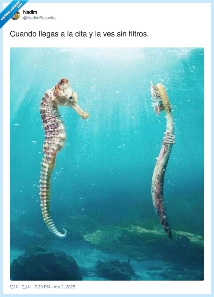 filtros,caballito de mar,cita