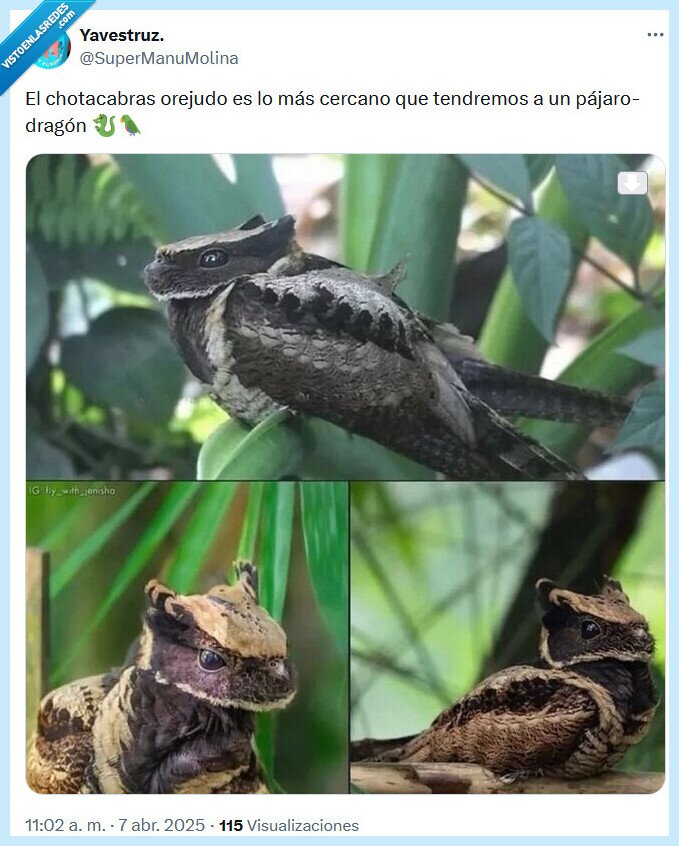 chotacabras,dragón,pájaro