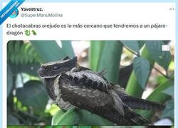 Enlace a Cómo entrenar a tu chotacabras por @supermanumolina