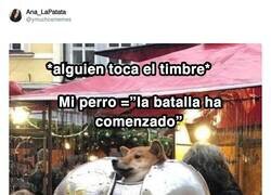 Enlace a A ladrar y morder tobillos, por @ymuchosmemes