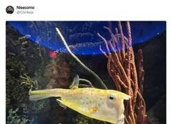 Enlace a El pez Trump liándola en el mar, por @Chiribeje