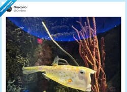 Enlace a El pez Trump liándola en el mar, por @Chiribeje