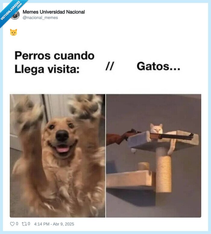 perros,gatos,visita,disparar