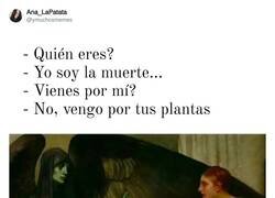 Enlace a Las plantas siempre palman primero, por @ymuchosmemes