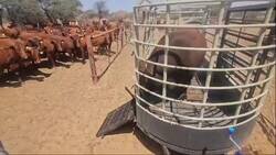 Enlace a Un toro reproductor entrando en una finca llena de vacas con los huevos cargados