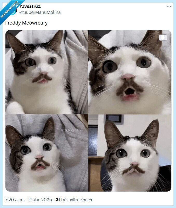 freddy mercury,cat