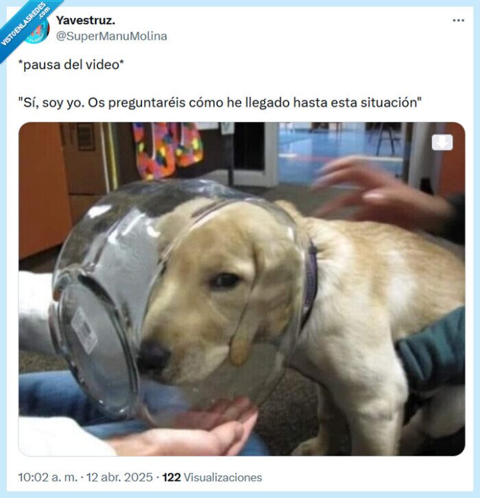 pausa,video,perro