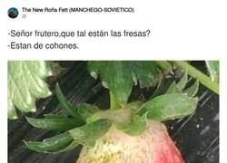 Enlace a Prefiero un plátano, por @ivanalquimico